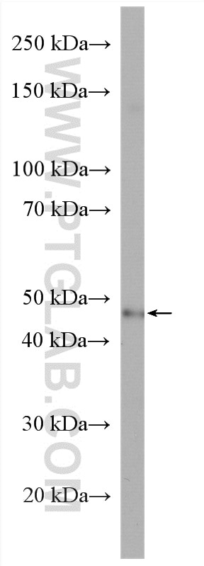 Western Blot (WB) analysis of HepG2 cells using TOR3A Polyclonal antibody (10647-1-AP)