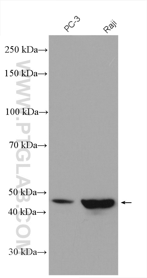 Western Blot (WB) analysis of various lysates using TOR3A Polyclonal antibody (10647-1-AP)