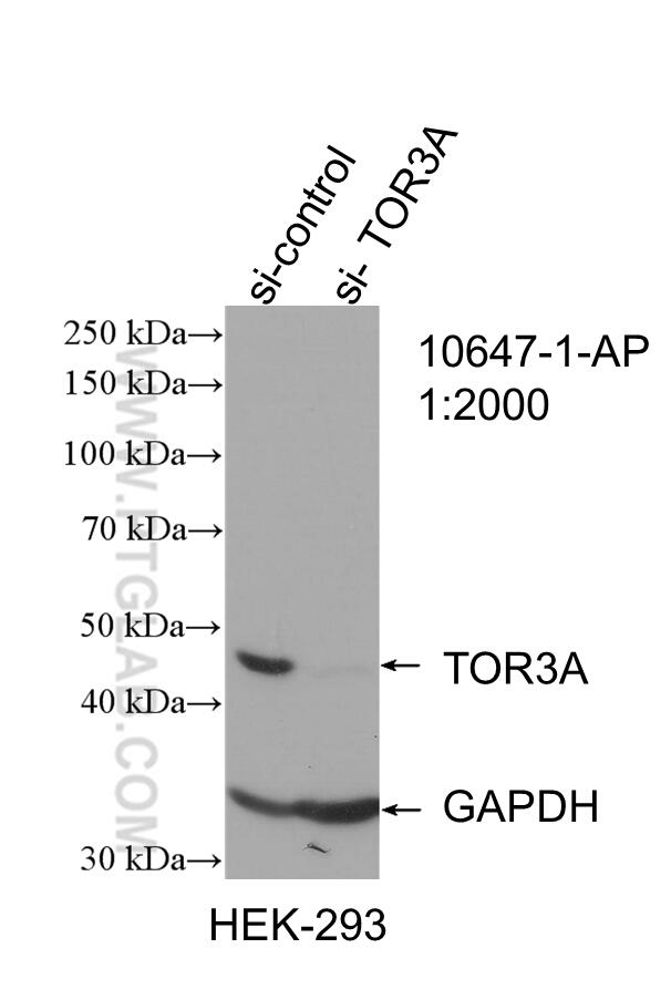 Western Blot (WB) analysis of HEK-293 cells using TOR3A Polyclonal antibody (10647-1-AP)