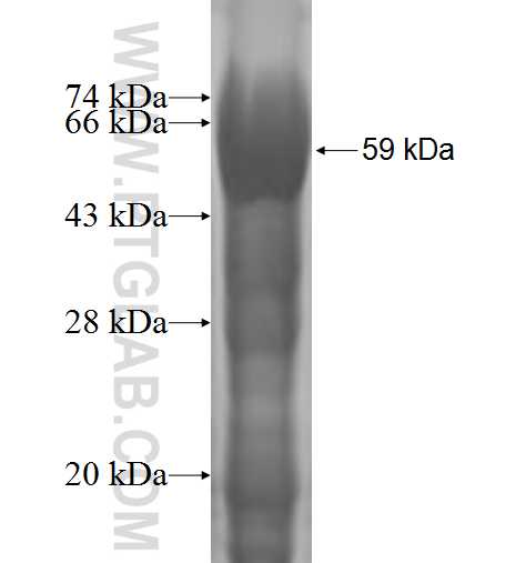 TOR3A fusion protein Ag1012 SDS-PAGE
