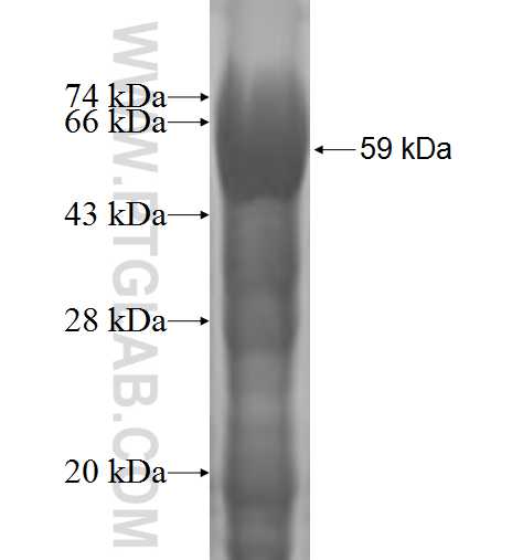 TOR3A fusion protein Ag1012 SDS-PAGE