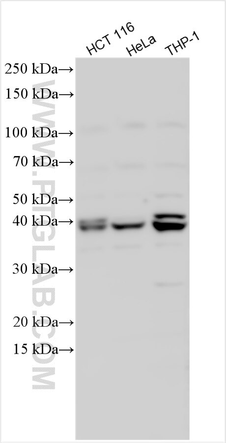 Western Blot (WB) analysis of various lysates using TOR4A Polyclonal antibody (31918-1-AP)