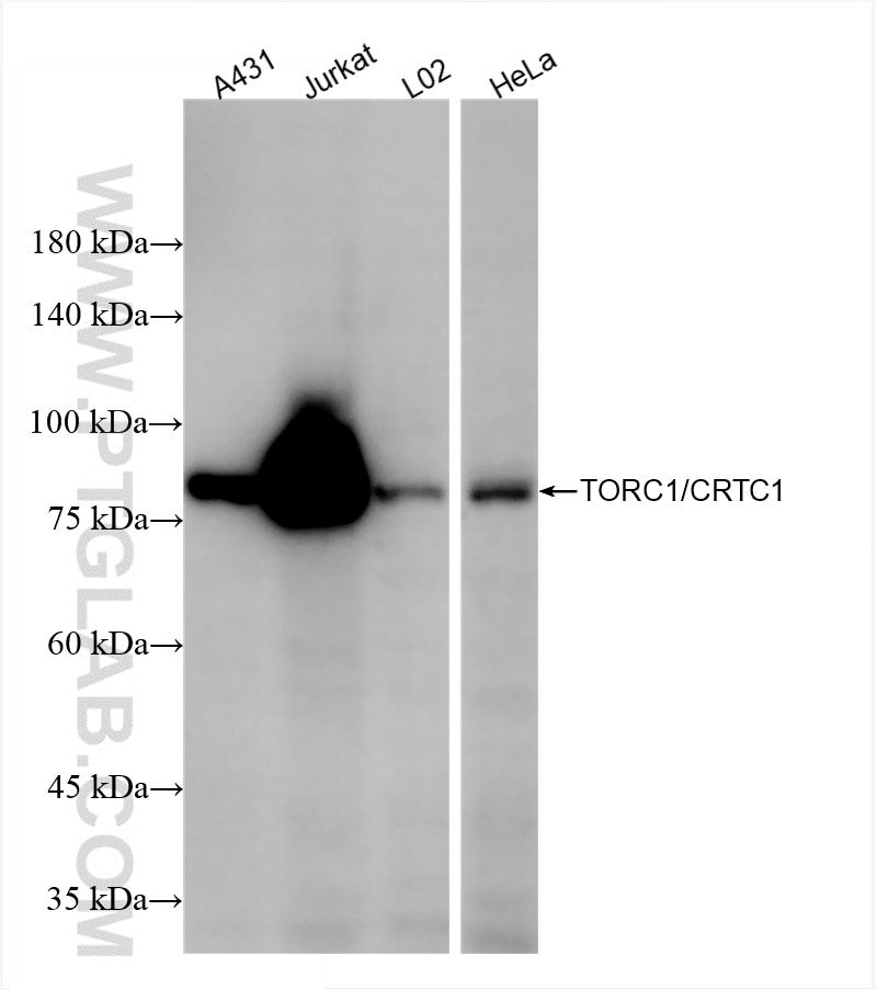 Western Blot (WB) analysis of various lysates using TORC1/CRTC1 Recombinant antibody (86226-3-RR)