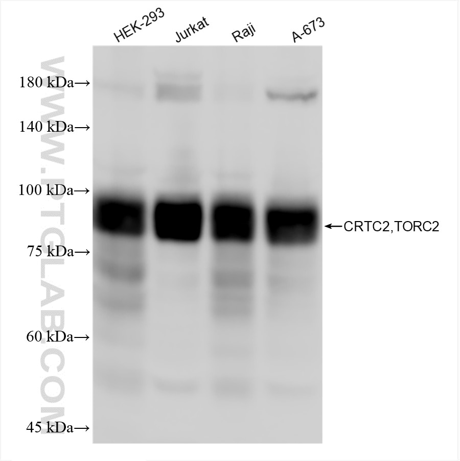 Western Blot (WB) analysis of various lysates using TORC2 Recombinant antibody (85150-4-RR)