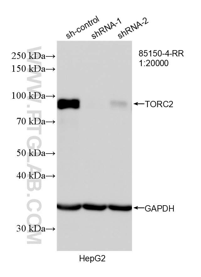 Western Blot (WB) analysis of HepG2 cells using TORC2 Recombinant monoclonal antibody (85150-4-RR)
