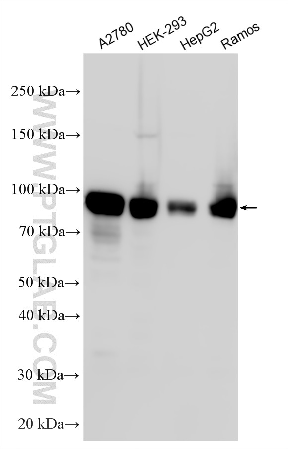 WB analysis using RMX00047 Western Blot (WB) analysis of various lysates using Multi-rAb® TORC2 Multi-Recombinant antibody (RMX00047)