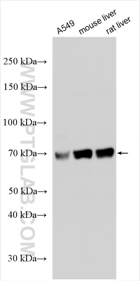 Western Blot (WB) analysis of various lysates using TOX2 Polyclonal antibody (30474-1-AP)