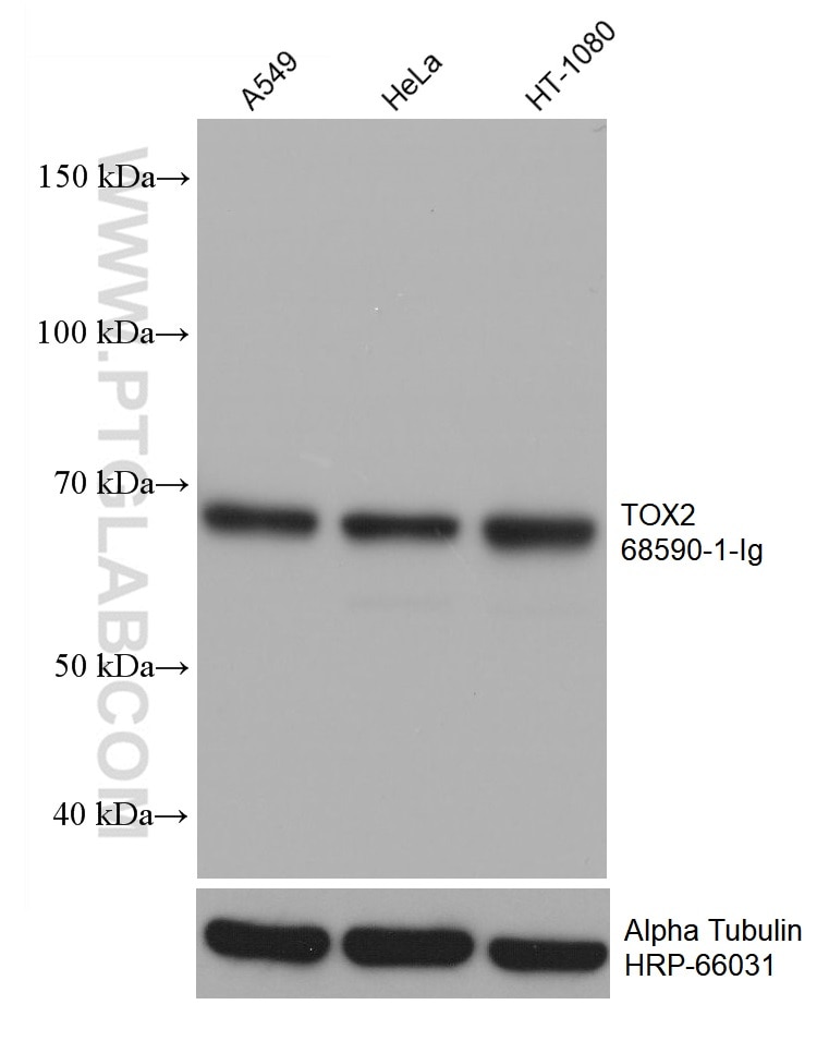 Western Blot (WB) analysis of various lysates using TOX2 Monoclonal antibody (68590-1-Ig)