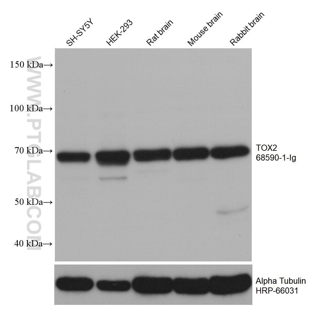 WB analysis using 68590-1-Ig