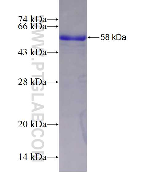 TP53 fusion protein Ag16596 SDS-PAGE