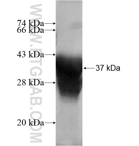 TP53AIP1 fusion protein Ag13578 SDS-PAGE
