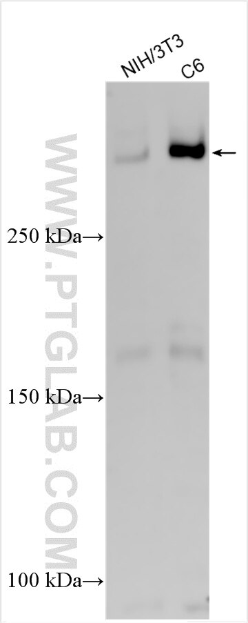 Western Blot (WB) analysis of various lysates using TP53BP1-Specific Polyclonal antibody (20002-1-AP)