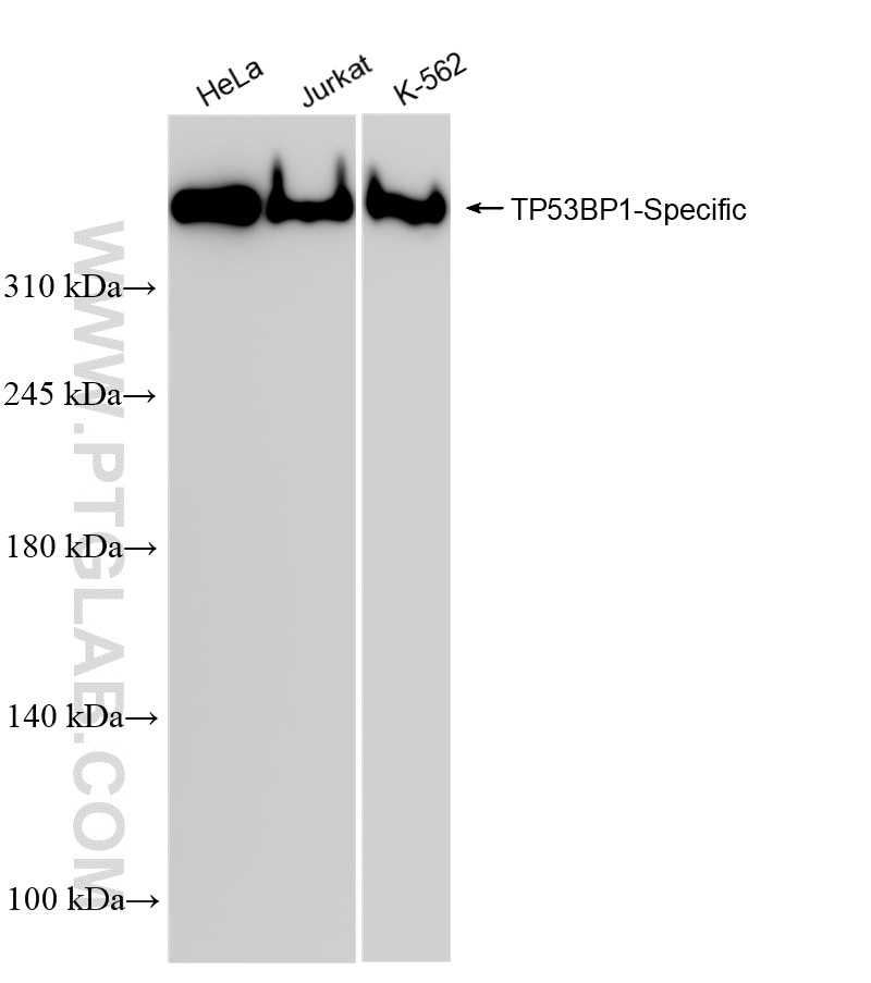 Western Blot (WB) analysis of various lysates using TP53BP1-Specific Recombinant antibody (83809-1-RR)