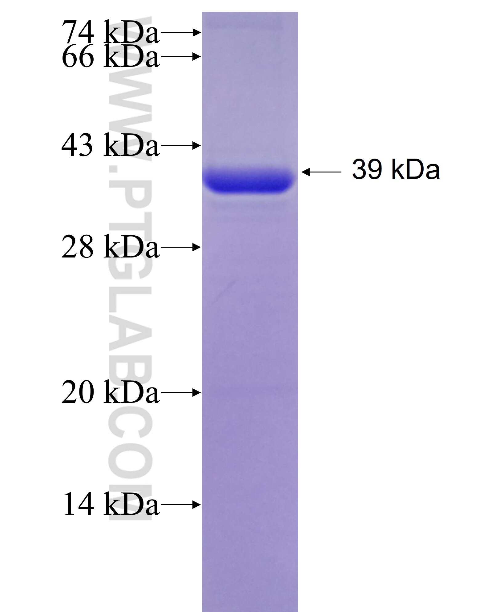 TP53BP2 fusion protein Ag25165 SDS-PAGE