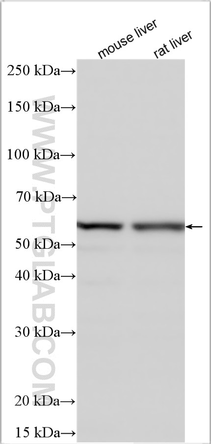 Western Blot (WB) analysis of various lysates using TP53I13 Polyclonal antibody (16596-1-AP)