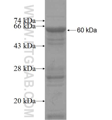 TP53I13 fusion protein Ag9746 SDS-PAGE