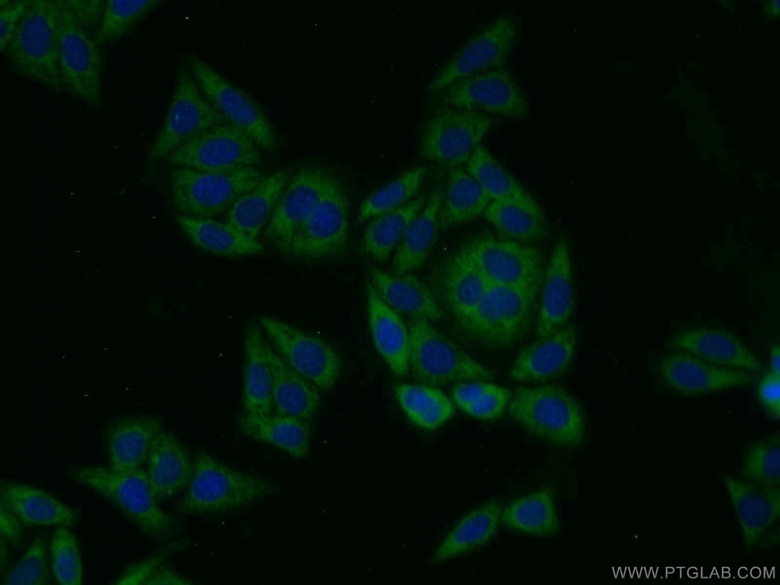 Immunofluorescence (IF) / fluorescent staining of HepG2 cells using PIG3 Polyclonal antibody (14828-1-AP)