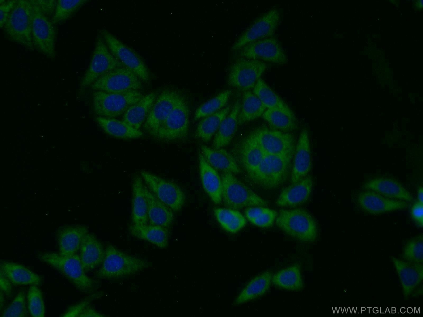 IF Staining of HepG2 using 14828-1-AP