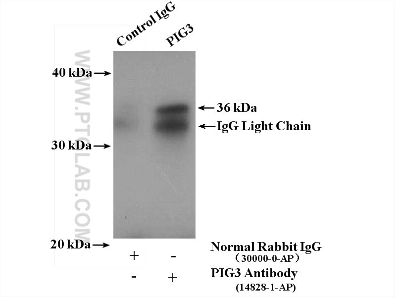 Immunoprecipitation (IP) experiment of MCF-7 cells using PIG3 Polyclonal antibody (14828-1-AP)