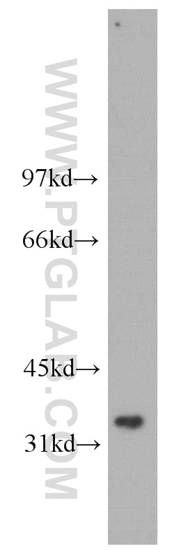 Western Blot (WB) analysis of MCF-7 cells using PIG3 Polyclonal antibody (14828-1-AP)