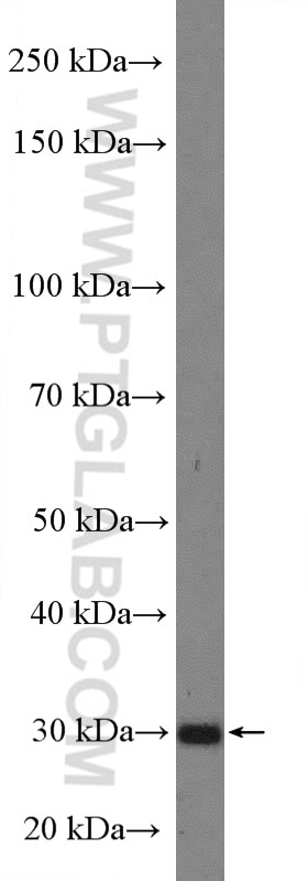 Western Blot (WB) analysis of HepG2 cells using TP53RK Polyclonal antibody (26818-1-AP)