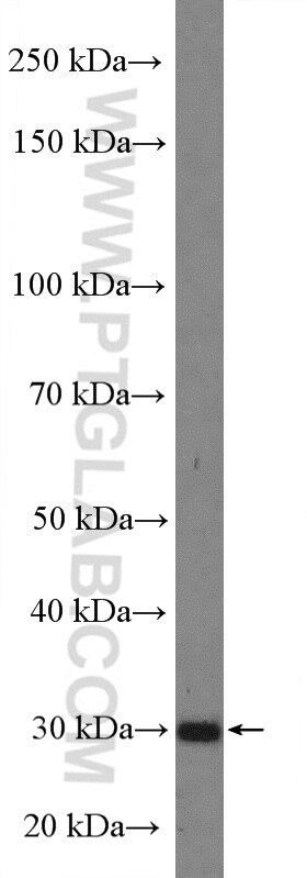 WB analysis of HepG2 using 26818-1-AP