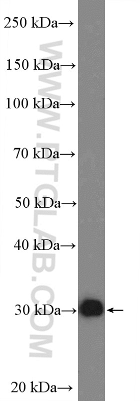 Western Blot (WB) analysis of Jurkat cells using TP53RK Polyclonal antibody (26818-1-AP)