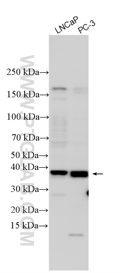 WB analysis using 26394-1-AP (same clone as 26394-1-PBS) Western Blot (WB) analysis of various lysates using TP53TG5 Polyclonal antibody (26394-1-AP)