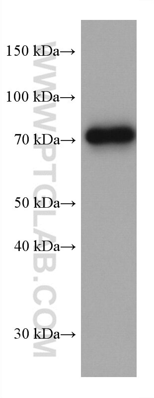 WB analysis of HaCaT using 60332-2-Ig