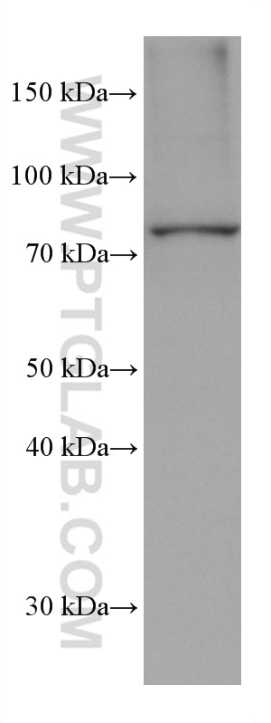 WB analysis of U-937 using 60332-2-Ig
