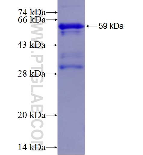 TP63 fusion protein Ag2791 SDS-PAGE