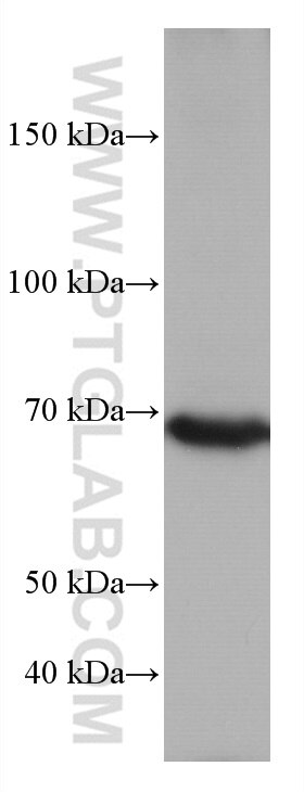WB analysis of HSC-T6 using 66990-1-Ig