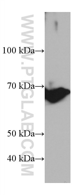 Western Blot (WB) analysis of RAW 264.7 cells using TP73 Monoclonal antibody (66990-1-Ig)