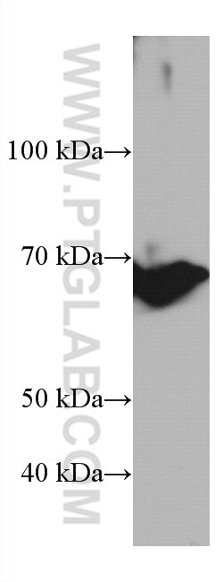 WB analysis of RAW 264.7 using 66990-1-Ig