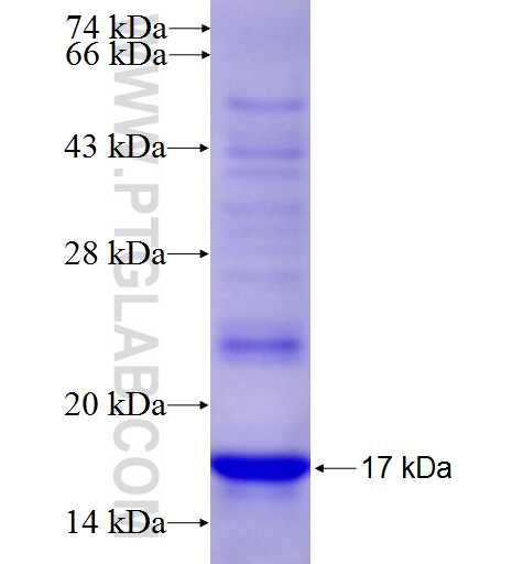 TP73 fusion protein Ag26793 SDS-PAGE