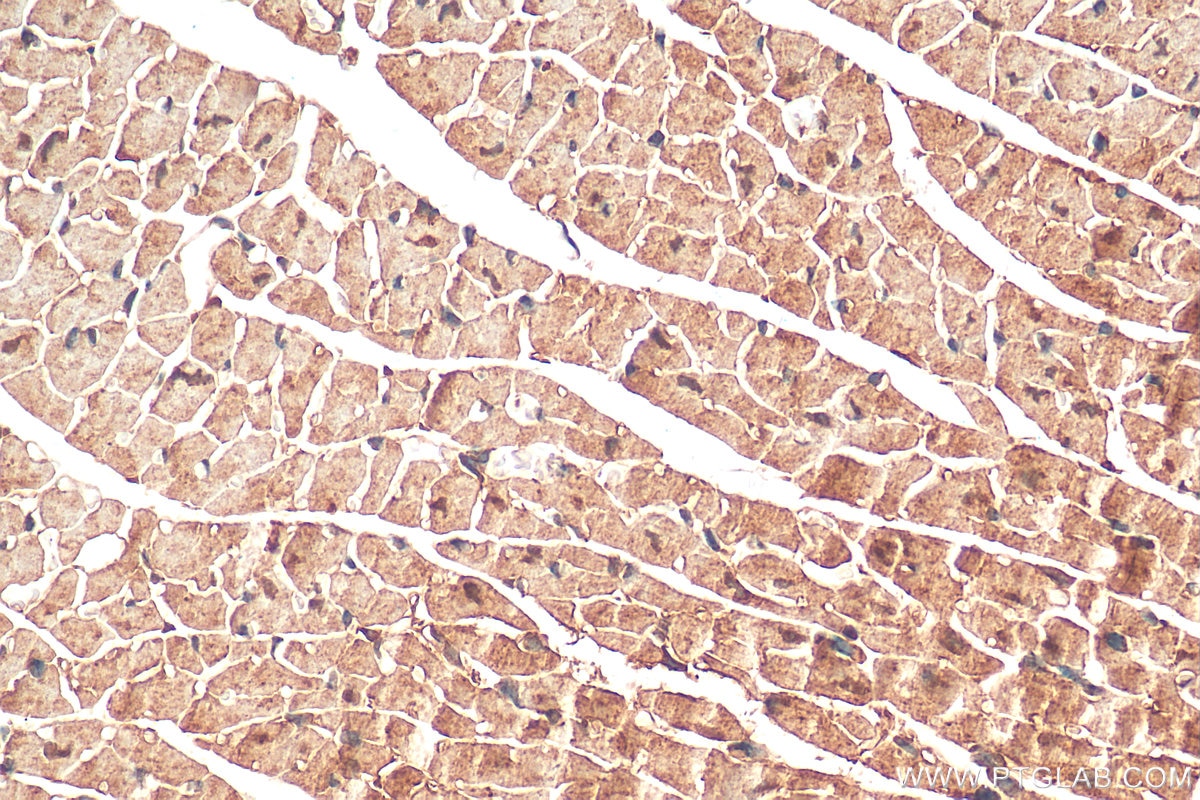 Immunohistochemistry (IHC) staining of mouse heart tissue using TPC1 Polyclonal antibody (23758-1-AP)