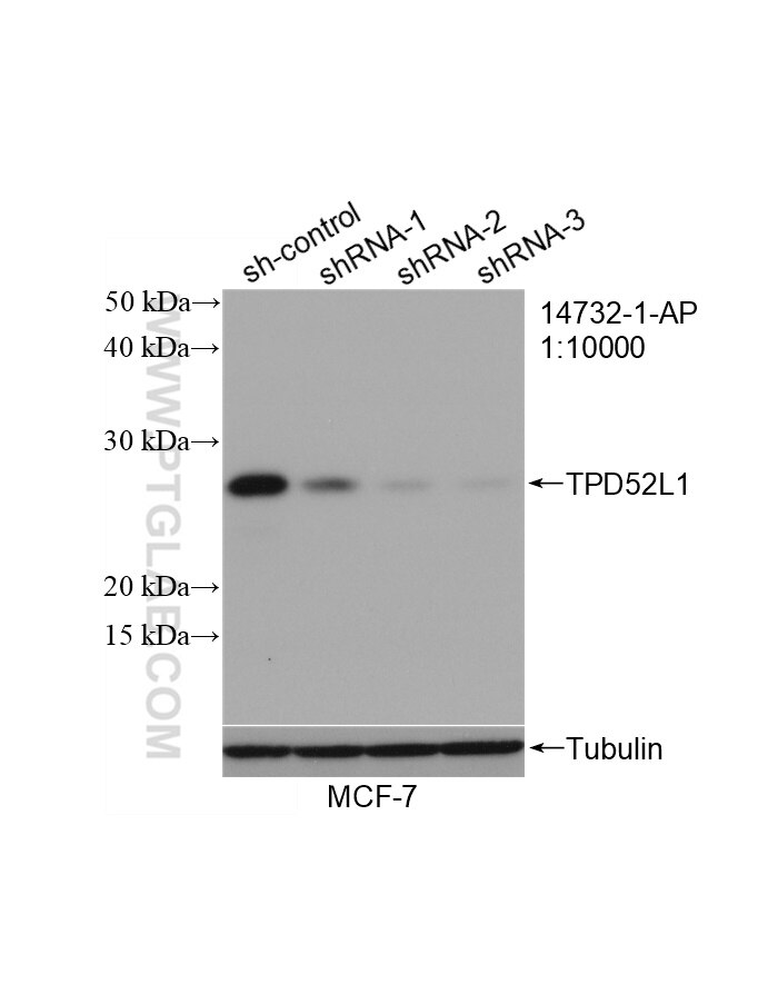 Western Blot (WB) analysis of MCF-7 cells using hD53; TPD52L1 Polyclonal antibody (14732-1-AP)