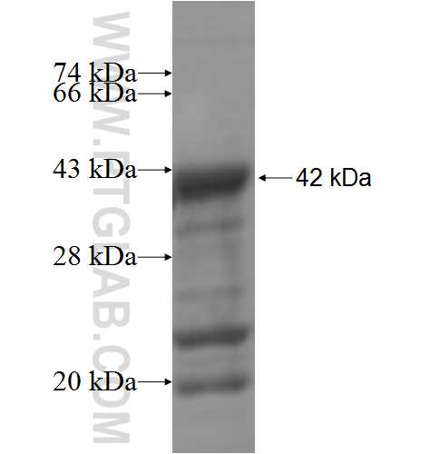 hD53; TPD52L1 fusion protein Ag6493 SDS-PAGE