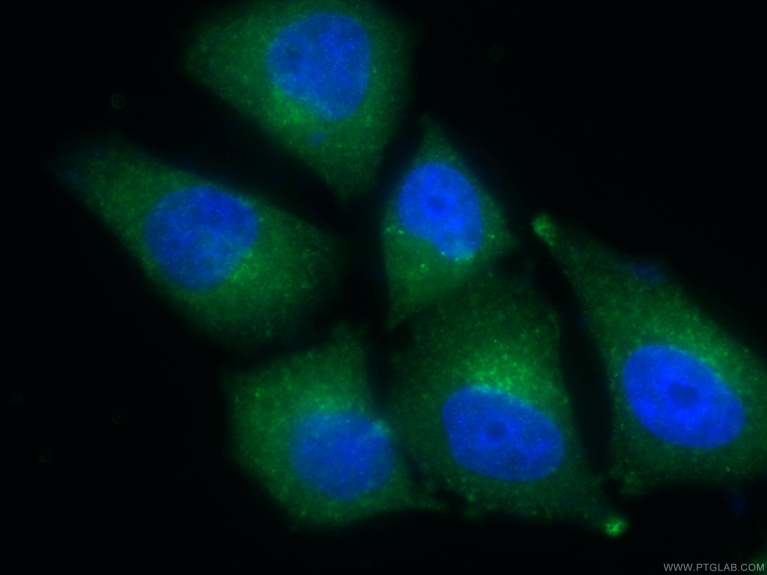 Immunofluorescence (IF) / fluorescent staining of HepG2 cells using TPD52L2 Polyclonal antibody (11795-1-AP)