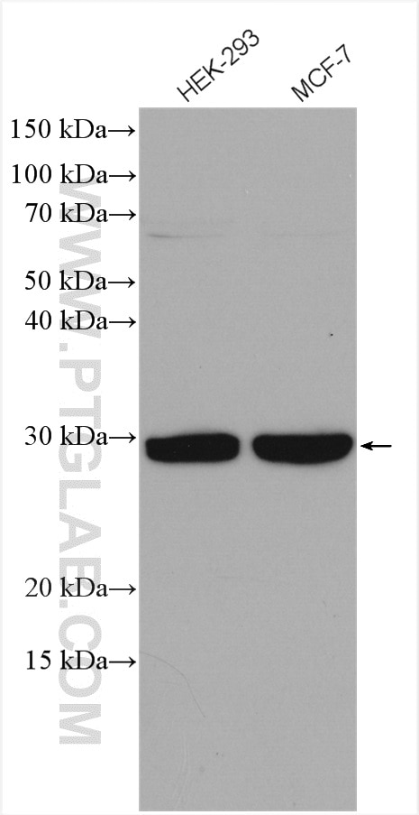 Western Blot (WB) analysis of various lysates using TPD52L2 Polyclonal antibody (11795-1-AP)