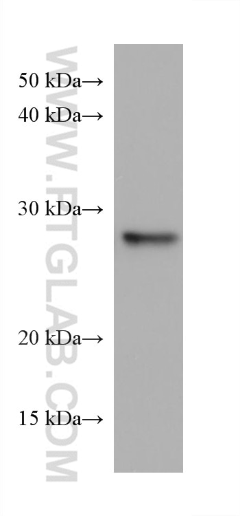 Western Blot (WB) analysis of NCI-H1299 cells using TPD52L2 Monoclonal antibody (68077-1-Ig)