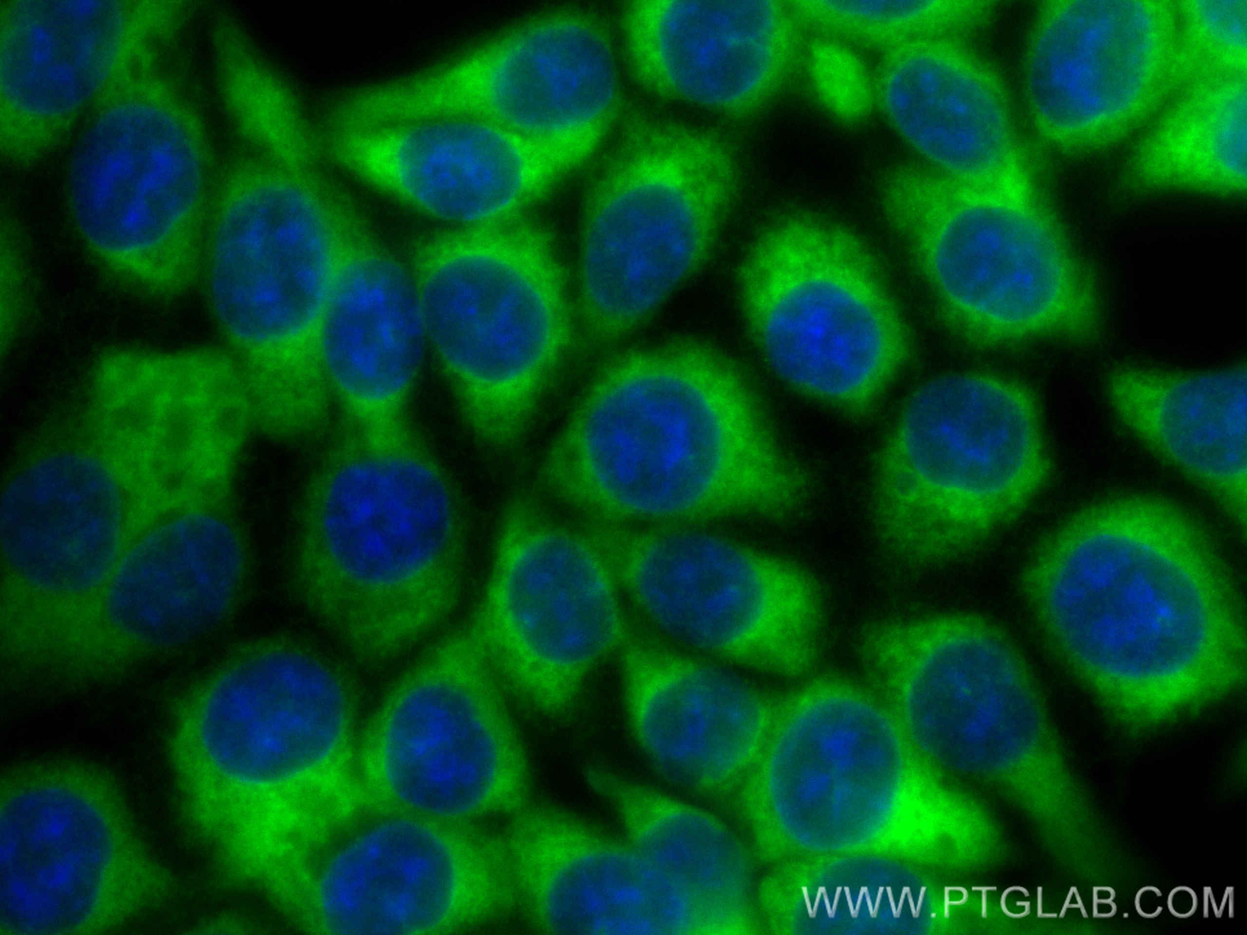 Immunofluorescence (IF) / fluorescent staining of HCT 116 cells using CoraLite® Plus 488-conjugated TPD52L2 Monoclonal a (CL488-68077)