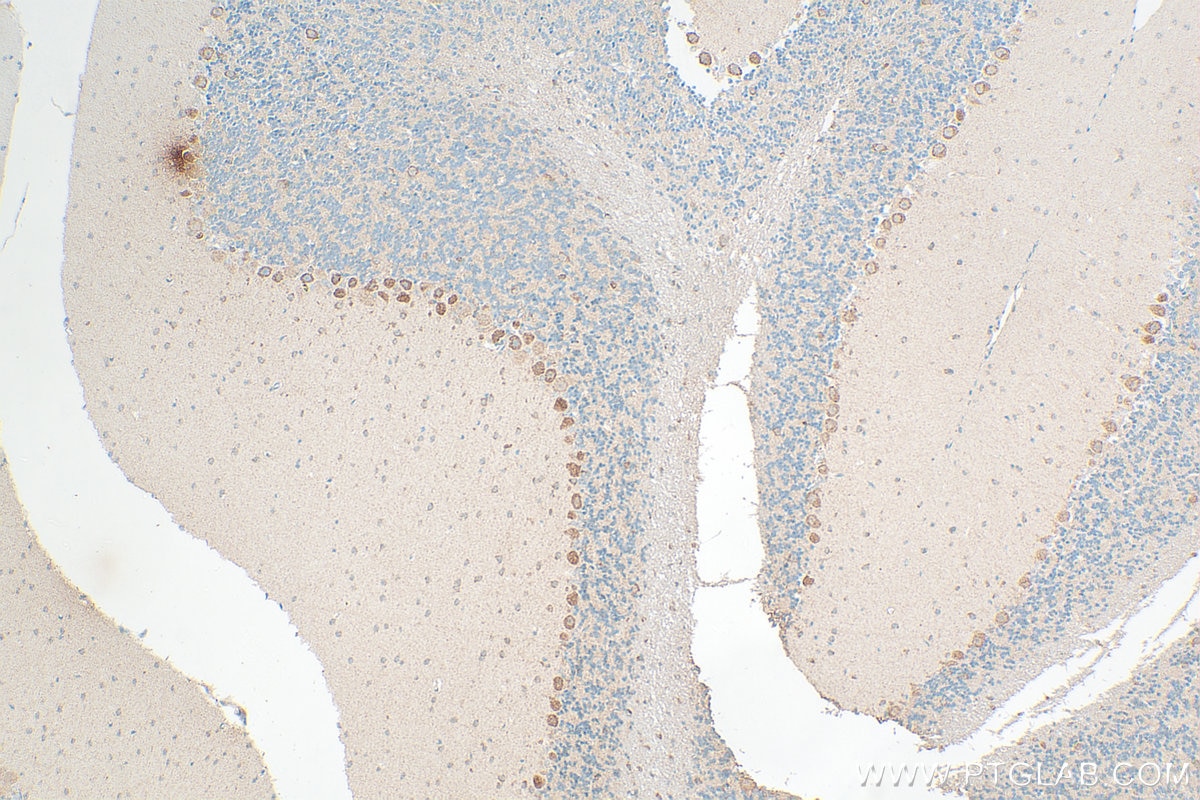 Immunohistochemistry (IHC) staining of mouse cerebellum tissue using TPH1 Polyclonal antibody (29904-1-AP)
