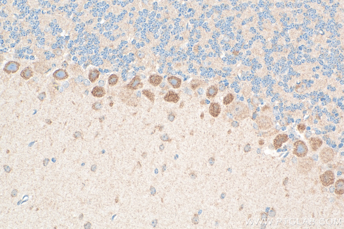 Immunohistochemistry (IHC) staining of mouse cerebellum tissue using TPH1 Polyclonal antibody (29904-1-AP)