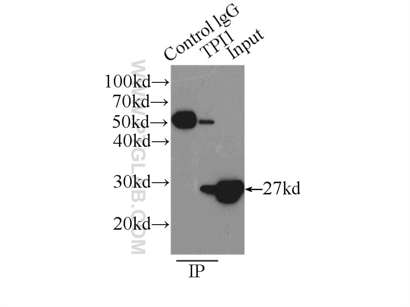 Immunoprecipitation (IP) experiment of HEK-293 cells using TPI1 Polyclonal antibody (10713-1-AP)