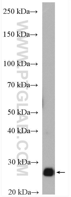 Western Blot (WB) analysis of HEK-293 cells using TPI1 Polyclonal antibody (10713-1-PBS)