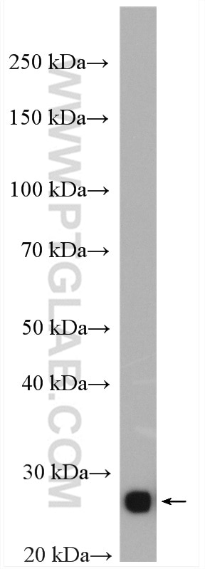 Western Blot (WB) analysis of HEK-293 cells using TPI1 Polyclonal antibody (10713-1-AP)