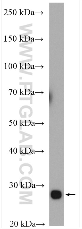 Western Blot (WB) analysis of mouse kidney tissue using TPI1 Polyclonal antibody (10713-1-AP)