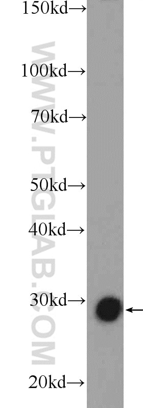 Western Blot (WB) analysis of RAW 264.7 cells using TPI1 Polyclonal antibody (10713-1-AP)