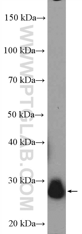 Western Blot (WB) analysis of mouse liver tissue using TPI1 Polyclonal antibody (10713-1-AP)